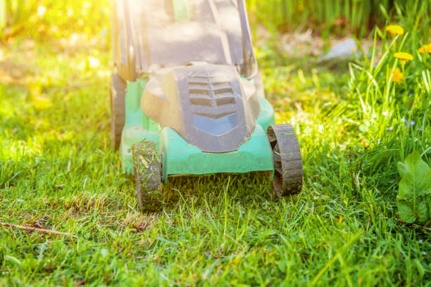 istock Lawn mower cutting green grass in backyard 1138703291