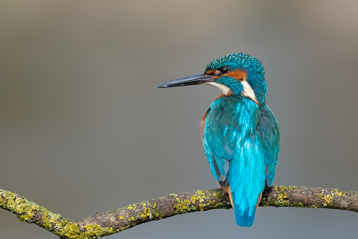 Beautiful male common kingfisher perching on a branch.