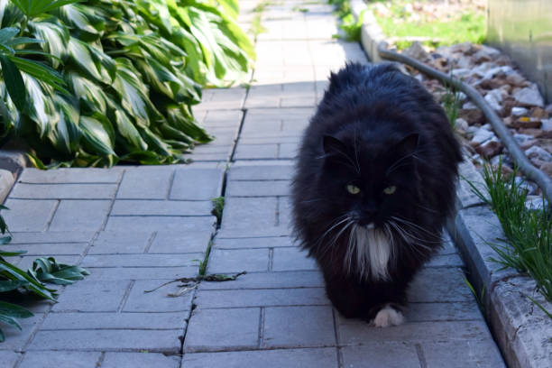 istock A black cat walks along the garden path. 1138704367