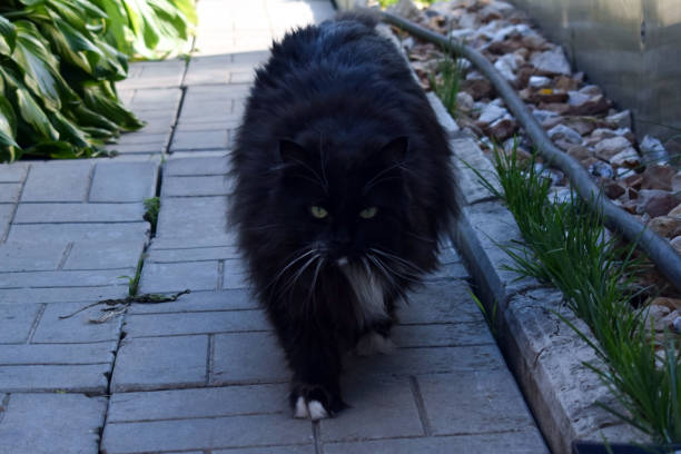 istock A black cat walks along the garden path. 1138704368