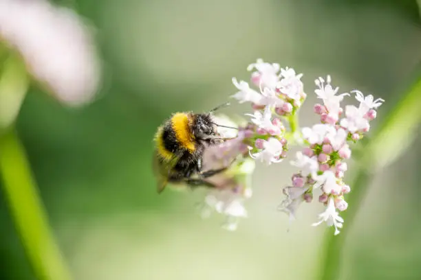 Photo of Bumblebee collecting pollen from small flowers