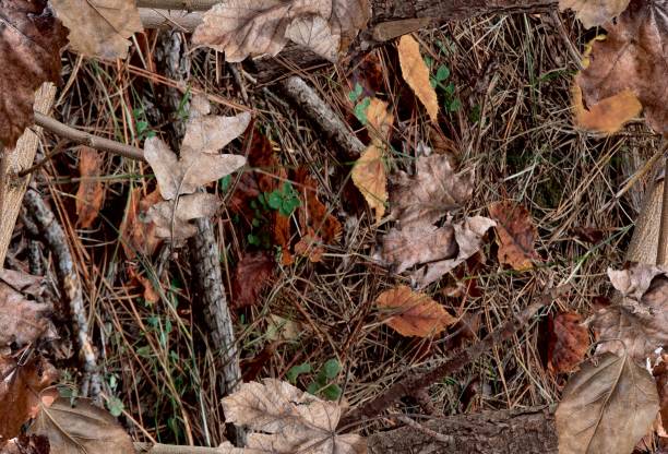 feuilles d'automne sur la brousse. idéal pour la chasse et les buts militaires. - camouflage photos et images de collection