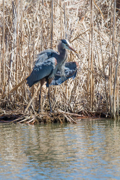 istock Great Blue Heron in Colorado 1138711086