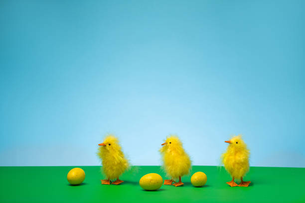 Three baby chicks await the birth of their siblings who are about to hatch.