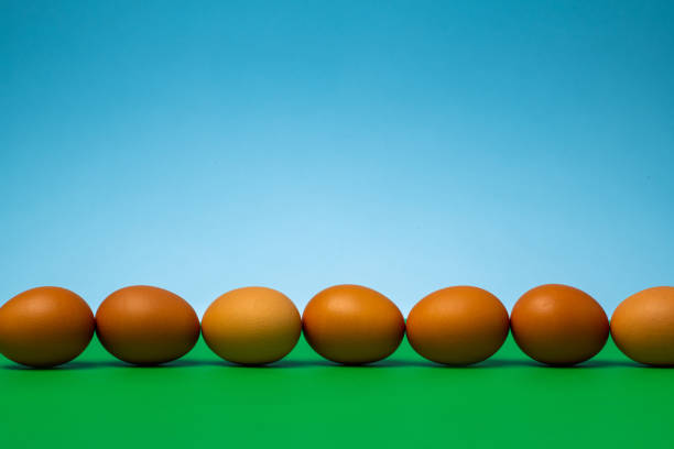 istock Row of Eggs Waiting to Hatch 1138711174