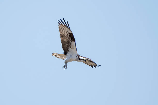 istock Osprey flying in mating season in Colorado 1138711337