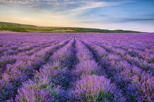 Field with blooming lavender, summer sunny day.