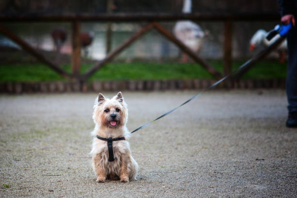 istock The Cairn Terrier in the park 1138712710