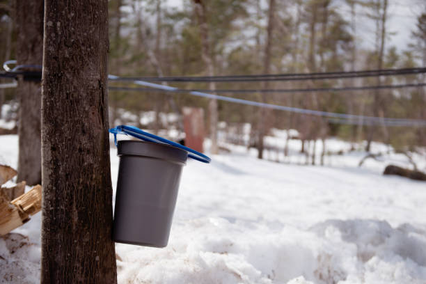 istock Maple syrup sap collection process for maple syrup family industry 1138715478
