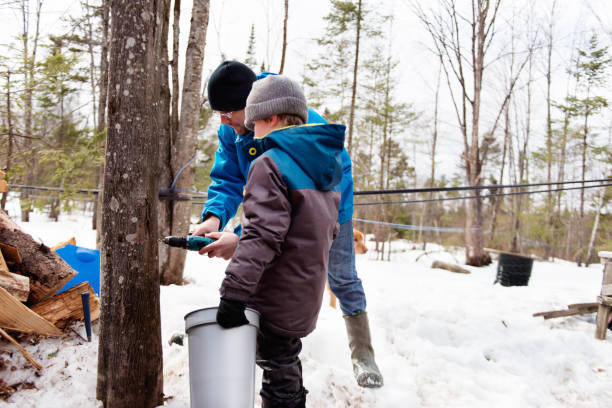 zwei kleine mädchen während der zeit der maple sirup familienindustrie - maple syrup tree sap stock-fotos und bilder