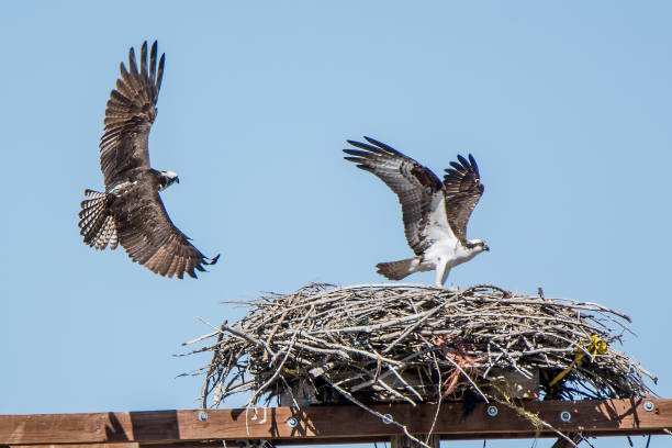 istock Osprey flying in mating season in Colorado 1138716027