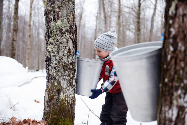 Little boy during time of Maple syrup family industry Maple Syrup industry time with little boy looking maple water in the bucket
Photo showing little girl looking maple water in the bucket for demonstration of the Local canadian industry of maple syrup in Quebec Canada. tree resin stock pictures, royalty-free photos & images