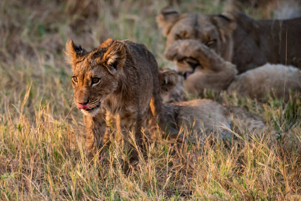 cuccioli di leone giocosi (panthera leo) in botswana, africa meridionale - riserva di savuti foto e immagini stock
