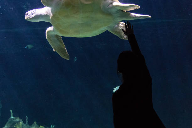 istock Woman looking at a giant turtle in aquarium 1138718318