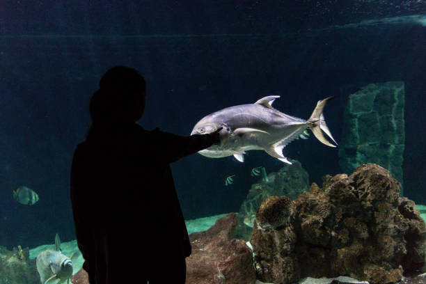 istock Looking at sea animals in aquarium 1138718371