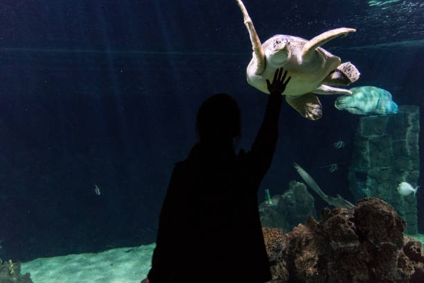 istock Man saying hello to a giant turtle in aquarium 1138718381