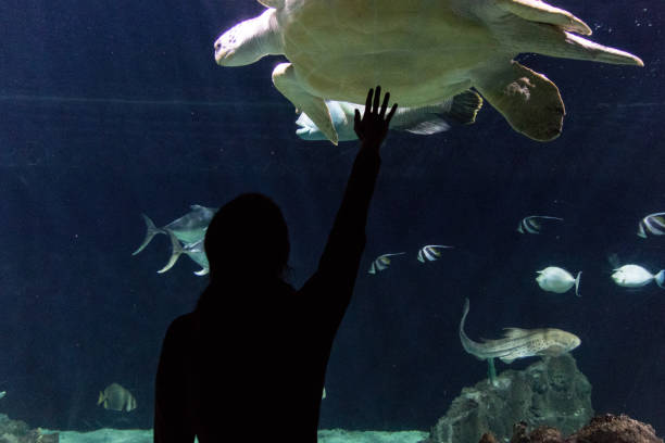 istock Man saying hello to a giant turtle in aquarium 1138718403