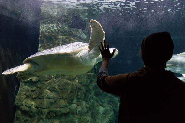 istock Man saying hello to a giant turtle in aquarium 1138718411