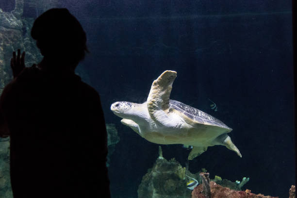 istock Man saying hello to a giant turtle in aquarium 1138718433