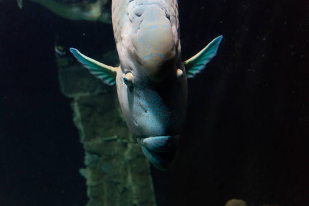 istock Huge fish in aquarium 1138719523