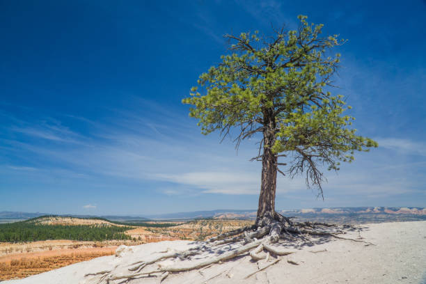 Bryce Canyon Tree stock photo