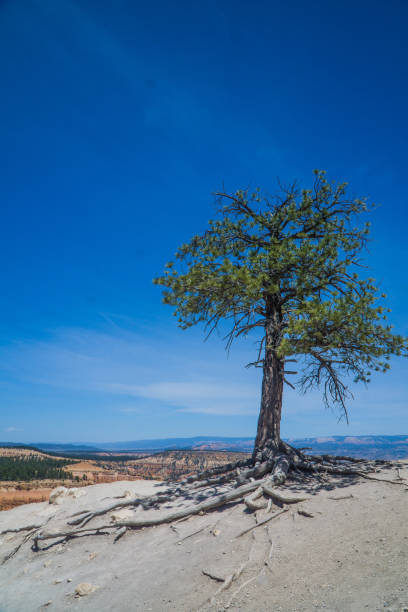 Lone Tree In Bryce Canyon stock photo