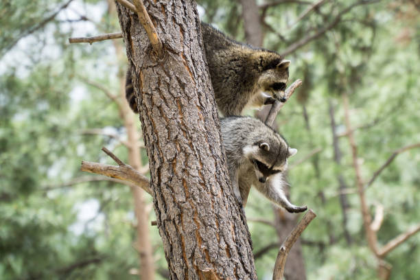 A pair of Raccoons in a tree stock photo