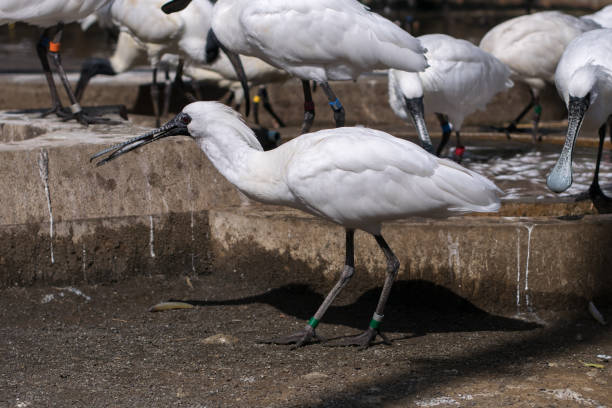 サギ - black faced spoonbill ストックフォトと画像