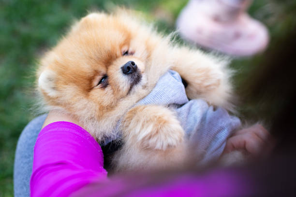 Two sisters with their Pomeranian dogs enjoy in the beautiful day
