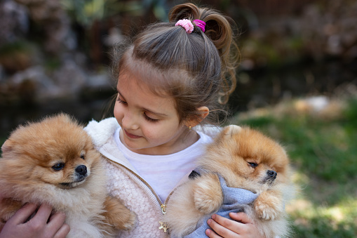 Happy little girl enjoy with her Pomeranian pets.