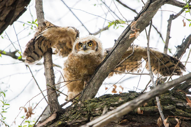 istock Great Horned owlet fledging 1138728166