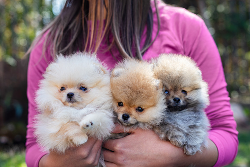 Young woman holding her Pomeranian puppies