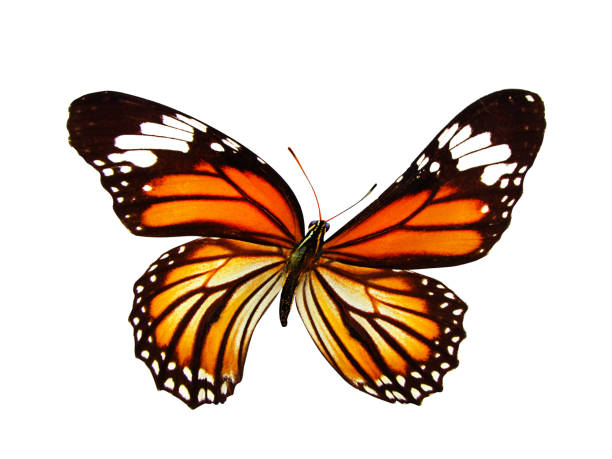 istock beautiful natural orange butterfly isolated on white background 1138730518