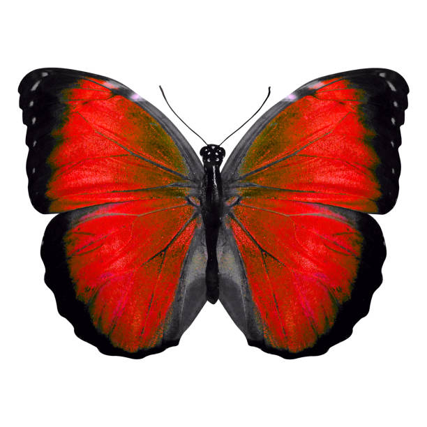 istock tropical red butterfly. isolated on white background 1138730575