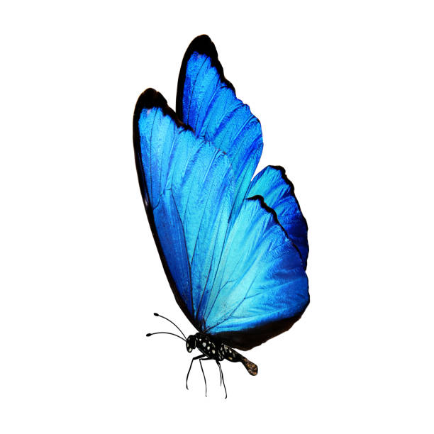 istock blue butterfly with legs and antennae. isolated on white background 1138730583