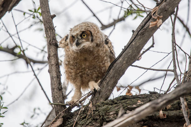 istock Great Horned owlet fledging 1138730585