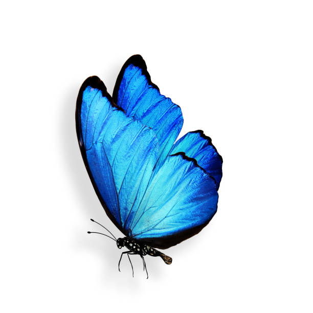 istock blue butterfly with legs and antennae. isolated on white background 1138730588