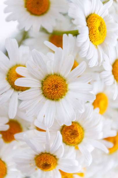 istock background of white field daisies with yellow centers. 1138731274
