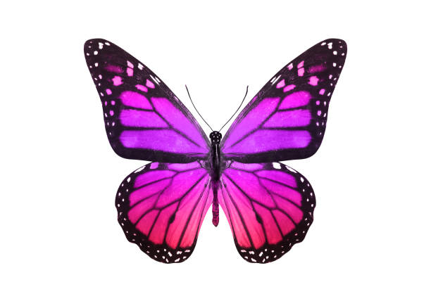 istock butterfly isolated on white. multicolor insect. tropical animal. template for design 1138731284