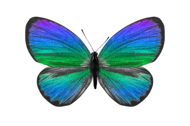 istock butterfly isolated on white. multicolor insect. tropical animal. template for design 1138731286