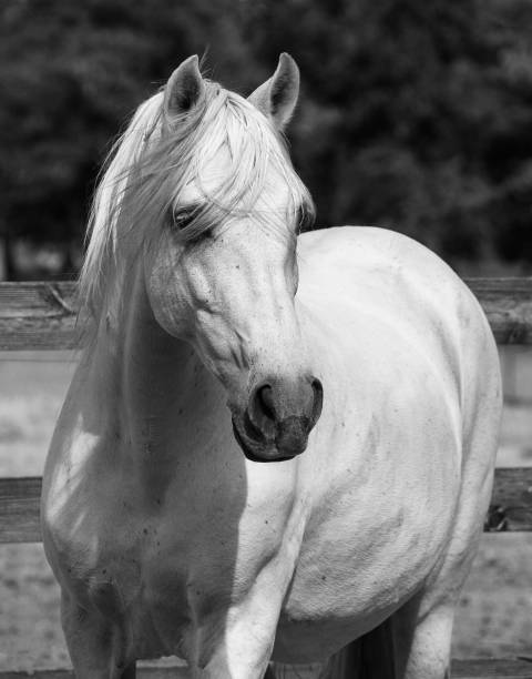 istock White Andalusian Stallion in Black and White 1138731366