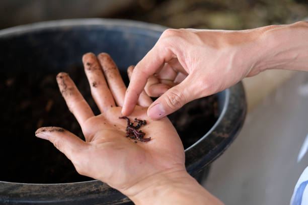 istock farmer hand holding earthworm. composting worm for producting compost manure 1138731555