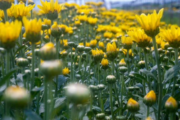 istock chrysanthemum flowers beautiful garden 1138731606