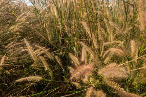 istock Background of yellow grass flowers 1138731616
