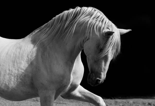 istock White Andalusian Stallion in Black and White 1138731638
