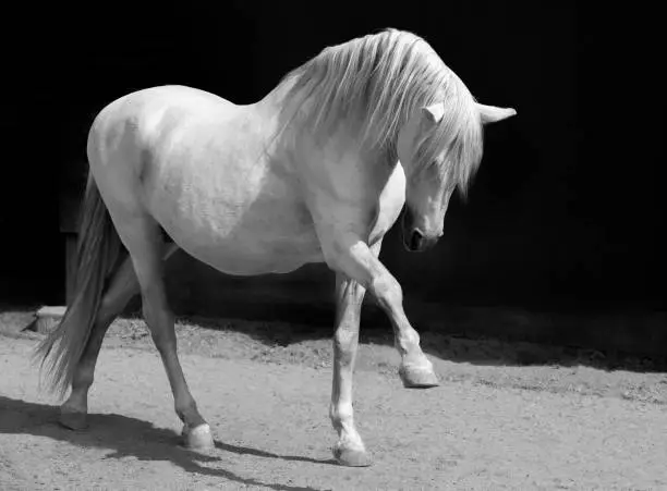 A white Andalusian Stallion with an arched neck in B/W on a black background