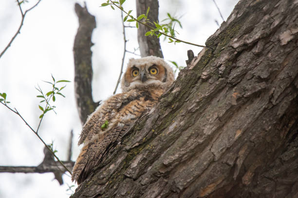 istock Great Horned owlet fledging 1138732037