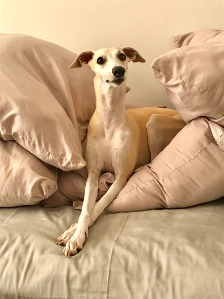 istock Intelligent dog - Whippet 1138735873