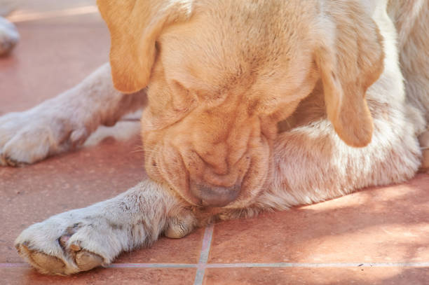 собака кусая лапу - lyme disease стоковые фото и изображения