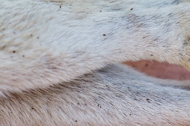 мертвая блоха на мехе животных - flea стоковые фото и изображения